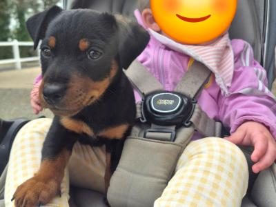 Black and Tan Jack Russell puppies in Wexford