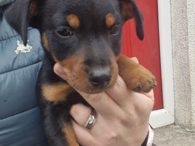 Black and Tan Jack Russell puppies in Wexford