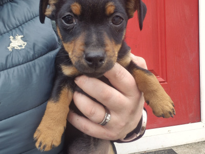 Black and Tan Jack Russell puppies in Wexford