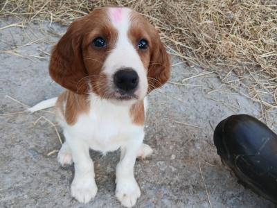 Irish Red and White Setter puppies in Tipperary