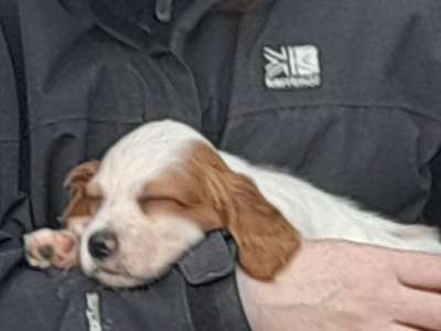 Irish Red and White Setter puppies in Tipperary