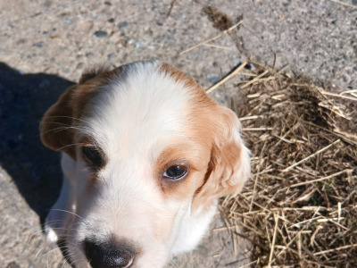 Irish Red and White Setter puppies in Tipperary