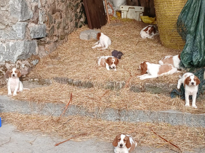 Irish Red and White Setter puppies in Tipperary