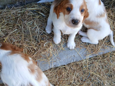 Irish Red and White Setter puppies in Tipperary