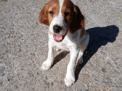 Irish Red and White Setter puppies in Tipperary