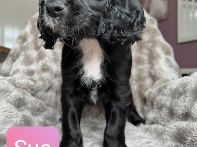 8 Week old Cocker Spaniel puppies in Louth