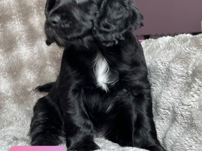8 Week old Cocker Spaniel puppies in Louth
