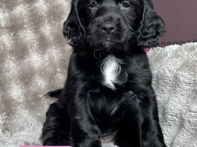 8 Week old Cocker Spaniel puppies in Louth