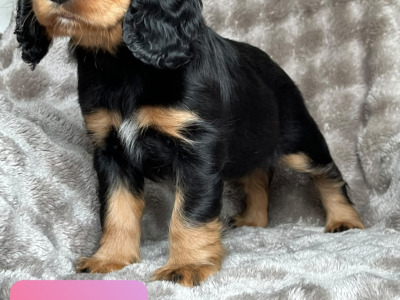 8 Week old Cocker Spaniel puppies in Louth