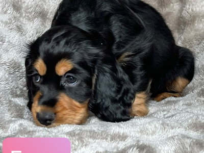 8 Week old Cocker Spaniel puppies in Louth