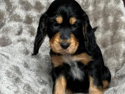 8 Week old Cocker Spaniel puppies in Louth