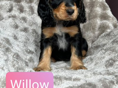 8 Week old Cocker Spaniel puppies in Louth