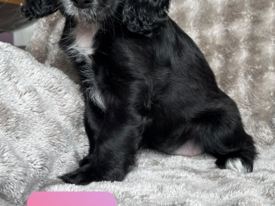 8 Week old Cocker Spaniel puppies in Louth
