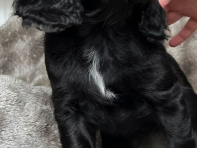 8 Week old Cocker Spaniel puppies in Louth