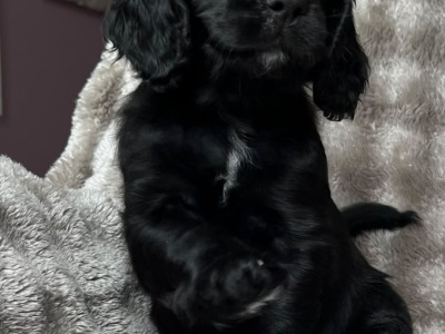 8 Week old Cocker Spaniel puppies in Louth