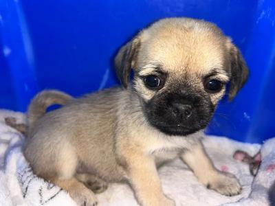 2 Pug X puppies in Carlow