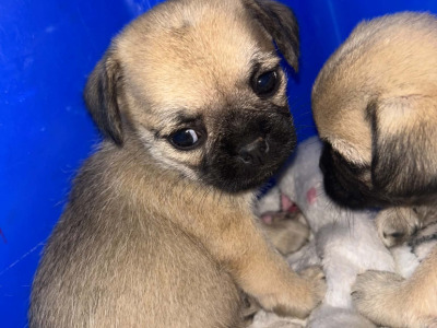 2 Pug X puppies in Carlow