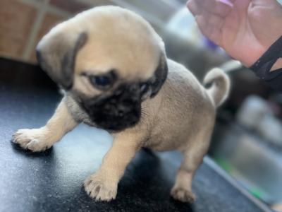 2 Pug X puppies in Carlow