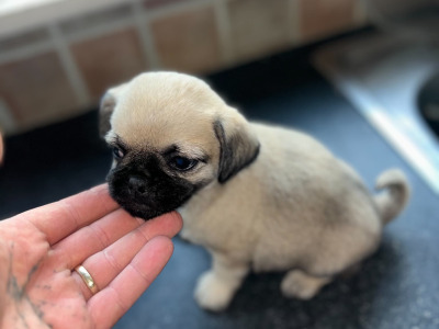 2 Pug X puppies in Carlow
