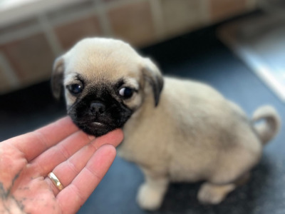 2 Pug X puppies in Carlow