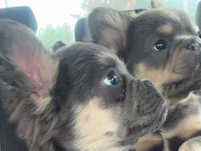 Male Fluffy French Bulldog puppies in Kildare