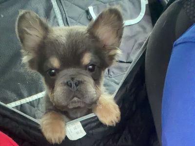 Male Fluffy French Bulldog puppies in Kildare
