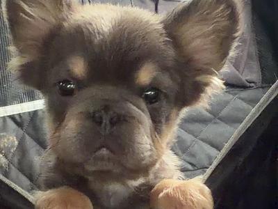 Male Fluffy French Bulldog puppies in Kildare