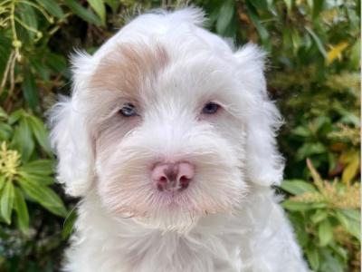 Adorable Cockapoo puppies in Cavan