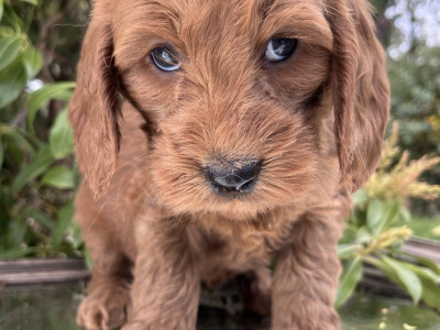 Adorable Cockapoo puppies in Cavan