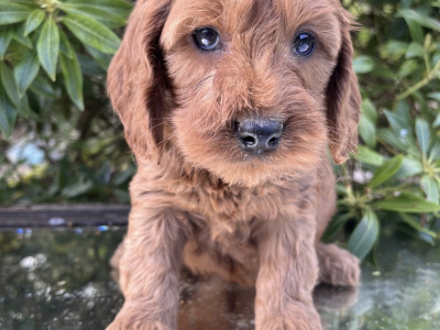 Adorable Cockapoo puppies in Cavan