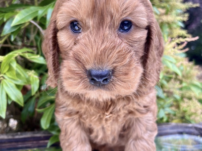 Adorable Cockapoo puppies in Cavan