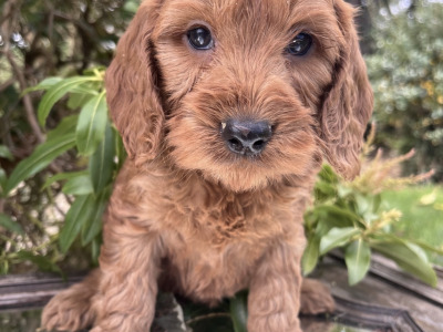 Adorable Cockapoo puppies in Cavan