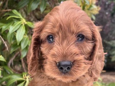 Adorable Cockapoo puppies in Cavan