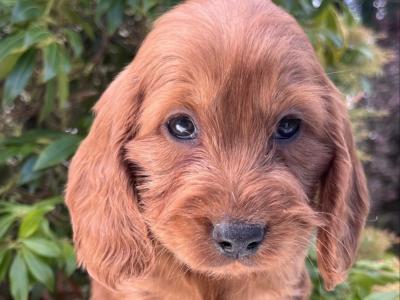 Adorable Cockapoo puppies in Cavan