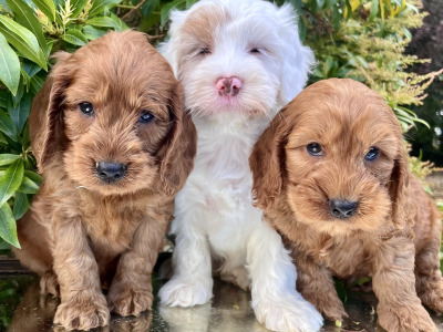 Adorable Cockapoo puppies in Cavan