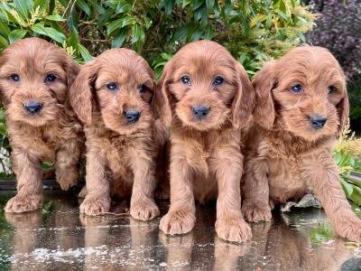 Adorable Cockapoo puppies in Cavan