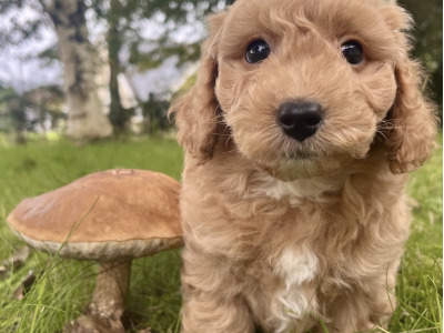 Cavapoo puppies in Cavan