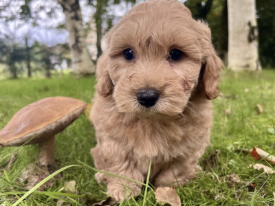 Cavapoo puppies in Cavan