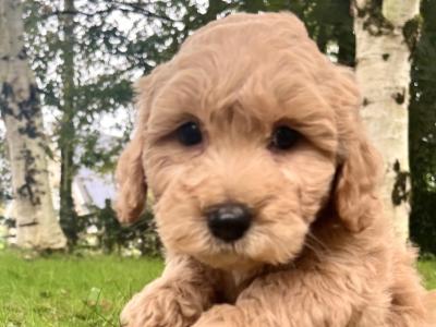 Cavapoo puppies in Cavan