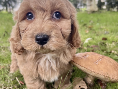 Cavapoo puppies in Cavan
