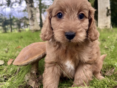 Cavapoo puppies in Cavan