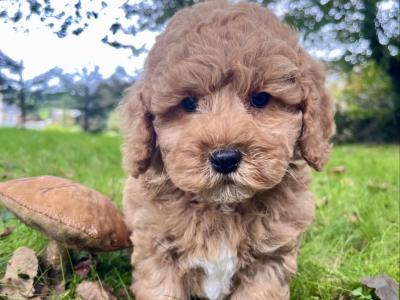 Cavapoo puppies in Cavan