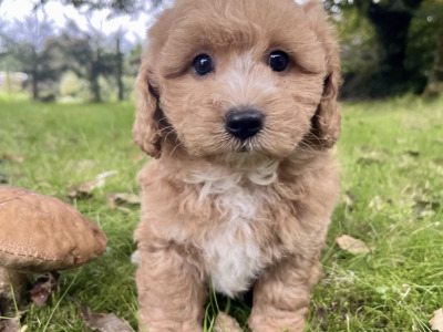 Cavapoo puppies in Cavan