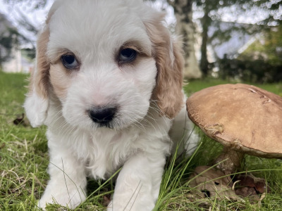Cavapoo puppies in Cavan