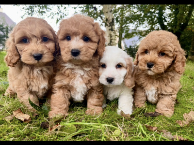 Cavapoo puppies in Cavan