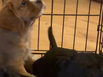 Cavalier King Charles Spaniel   X  Yorkshire Terrier puppies in Mayo