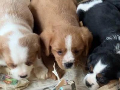 Cavalier King Charles Spaniel x Yorkshire Terrier puppies in Mayo