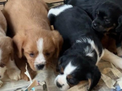 Cavalier King Charles Spaniel   X  Yorkshire Terrier puppies in Mayo