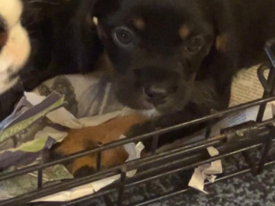 Cavalier King Charles Spaniel   X  Yorkshire Terrier puppies in Mayo