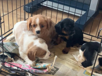 Cavalier King Charles Spaniel   X  Yorkshire Terrier puppies in Mayo